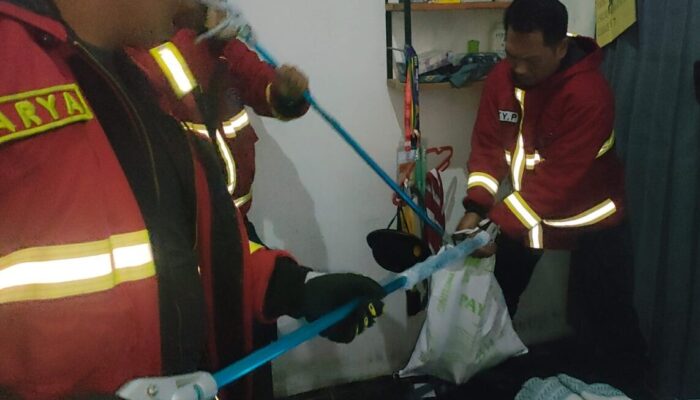 Musang Nyasar Terperangkap di Lemari Kamar, Damkar Padang Langsung Evakuasi