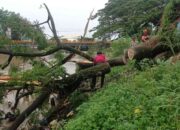 Batang Trembesi Tumbang, Saluran Banjir Kanal Siteba Tersumbat