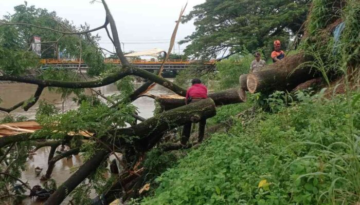 Batang Trembesi Tumbang, Saluran Banjir Kanal Siteba Tersumbat