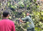 Akses Jalan Terputus, Dua Pohon Tumbang Akibat Angin Kencang di Koto Tangah