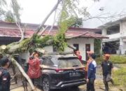 Pohon Besar Tumbang Timpa Dua Mobil di Parkiran Hotel Mercure Padang