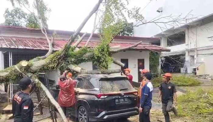 Pohon Besar Tumbang Timpa Dua Mobil di Parkiran Hotel Mercure Padang