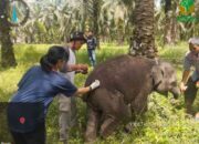 PKG Sebanga Berduka, Anak Gajah Betina Bernama Laila Mati Mendadak
