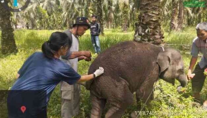 PKG Sebanga Berduka, Anak Gajah Betina Bernama Laila Mati Mendadak