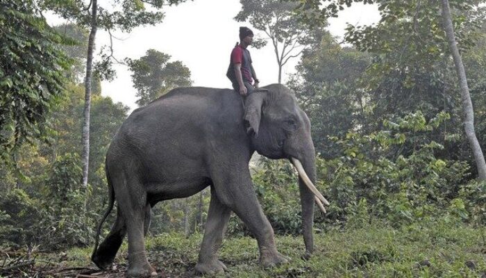 Wamenhut Tinjau Koridor Gajah Seblat, Tegaskan Negara Lindungi Habitat Satwa Kunci