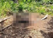 Warga Geger, Mayat Pria Tanpa Identitas Ditemukan Membusuk di Area PT PMJ