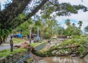 Diterjang Angin Kencang, Pohon Besar Timpa Warga di Padang