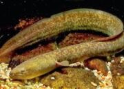 Lampaui Salmon, Sidat Ternyata Memiliki Omega-3 Tertinggi
