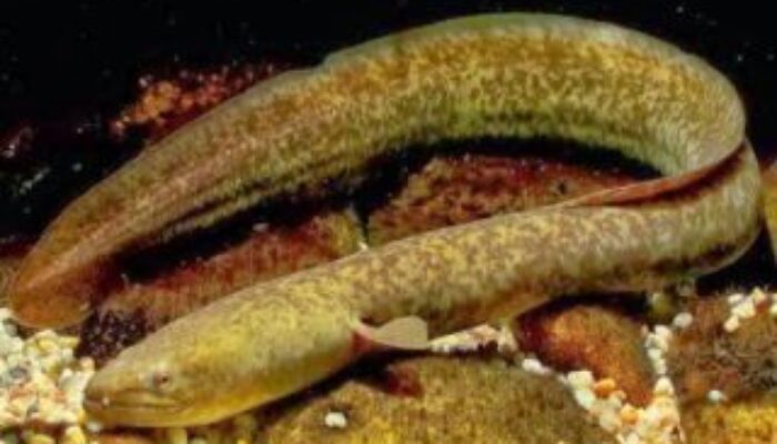 Lampaui Salmon, Sidat Ternyata Memiliki Omega-3 Tertinggi