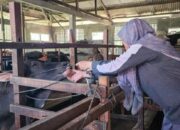 Imunitas Menurun, Ternak Padang Dapat Vitamin Pascabanjir