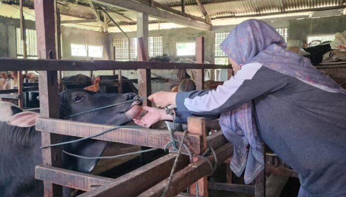 Imunitas Menurun, Ternak Padang Dapat Vitamin Pascabanjir