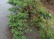Sungai Suir Dharmasraya Tercemar Limbah, Ikan Lubuk Larangan Banyak Mati