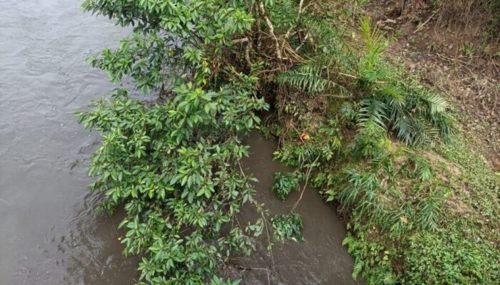 Sungai Suir Dharmasraya Tercemar Limbah, Ikan Lubuk Larangan Banyak Mati