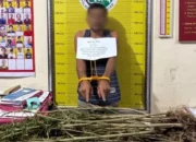 Petani Tanah Datar Ditangkap Akibat Tanam 42 Batang Ganja