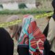 Warga menyaksikan fenomena sawah luluih di area persawahan Nagari Situjuah Batua, Kabupaten Limapuluh Kota, Sumatra Barat, Selasa (6/1/2025), yang mengubah bentang lahan pertanian setempat. (Foto: INGATLAH/Rudi Juliant)