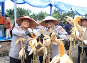 Panen Raya Jagung di Kampar, Polda Riau Tegaskan Peran Polri Jaga Kedaulatan Pangan