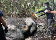 Bau Busuk Ungkap Kematian Gajah Sumatra di Pelalawan, Polisi Amankan TKP