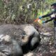 Gajah Mati di Pelalawan.(ist)