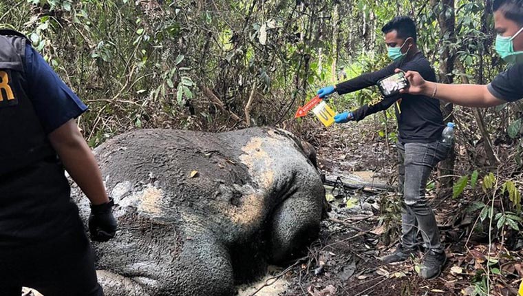 Gajah Mati di Pelalawan.(ist)