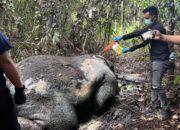 Gajah Ditemukan Mati di Areal Konsesi PT RAPP Ukui, Begini Kata Kapolres Pelalawan