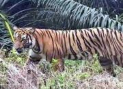 Harimau Sumatera Berkeliaran, Warga Kampung Benteng Hulu di Siak Dilanda Cemas