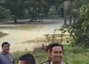 11 Gajah Liar Masuk Perumahan Karyawan PT Arara Abadi di Siak
