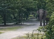 Belasan Gajah Liar Masuk Perumahan Karyawan di Siak, Begini Pesan Kapolres