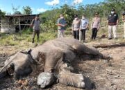 Tragis! Bangkai Gajah Membusuk Kembali Ditemukan di Pelalawan