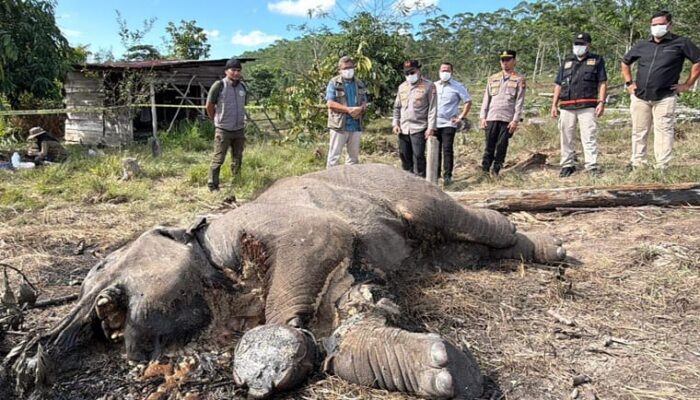 Tragis! Bangkai Gajah Membusuk Kembali Ditemukan di Pelalawan