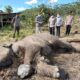 Beginilah penampakan bangkai gajah yang ditemukan di kawasan Tesso Nilo Kabupaten Pelalawan.(ist)
