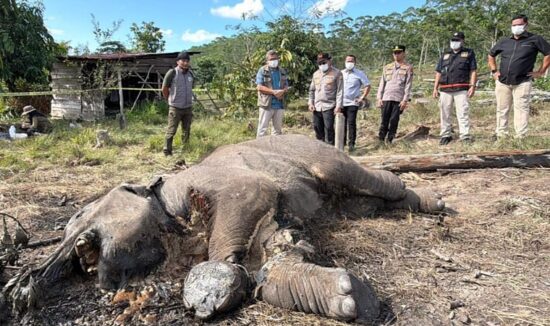 Beginilah penampakan bangkai gajah yang ditemukan di kawasan Tesso Nilo Kabupaten Pelalawan.(ist)