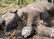 15 Tersangka Pembunuhan Gajah Sumatera di Ukui Ditangkap, 3 DPO Masih Diburu