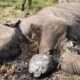 Bangkai gajah terlihat sudah membusuk saat ditemukan di kawasan Resort Lancang Kuning, Seksi PTN Wilayah I, Taman Nasional Tesso Nilo (TNTN), Kamis (26/2/2026).(ing)