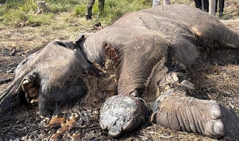 Bangkai gajah terlihat sudah membusuk saat ditemukan di kawasan Resort Lancang Kuning, Seksi PTN Wilayah I, Taman Nasional Tesso Nilo (TNTN), Kamis (26/2/2026).(ing)