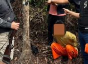 Pembunuh Gajah Sumatera di Pelalawan Ditangkap, Polisi Sita Senjata Api dan Peluru