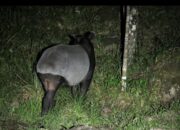 BKSDA Sumbar Gagalkan Perdagangan Tapir ke Medan, Dua Pelaku Ditangkap