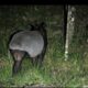 Tapir