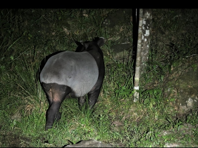 Tapir