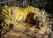 Anak Harimau Sumatera yang Sempat Memangsa Ternak Warga di Pelalawan Berhasil Diamankan