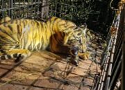 Anak Harimau Sumatera yang Sempat Mangsa Ternak Warga di Riau Berhasil Dievakuasi