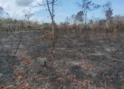 Polres Bengkalis Tangkap Pelaku Karhutla di Rupat Utara, 35 Hektare Lahan Terbakar