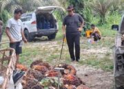Harga Sawit Riau Turun, TBS Petani Periode 22-28 April 2026 Jadi Rp3.956/Kg