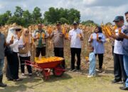 Polsek Payung Sekaki Panen Jagung 0,5 Hektare Perkuat Ketahanan Pangan di Pekanbaru