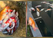 Viral! 20 Lebih Ikan Koi Wali Kota Pekanbaru Mati Akibat Mati Lampu