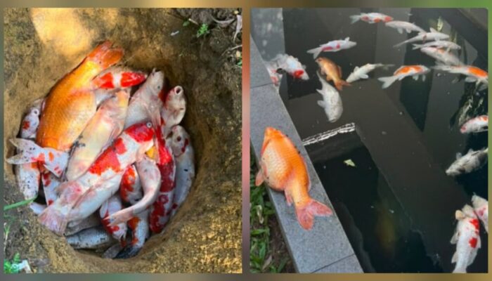 Viral! 20 Lebih Ikan Koi Wali Kota Pekanbaru Mati Akibat Mati Lampu