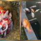Viral! 20 Lebih Ikan Koi Wali Kota Pekanbaru Mati Akibat Mati Lampu