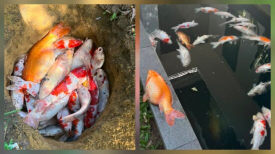 Viral! 20 Lebih Ikan Koi Wali Kota Pekanbaru Mati Akibat Mati Lampu