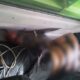 Terungkap, Ini Identitas Sopir yang Tewas Mengenaskan Dalam Truk di Pekanbaru