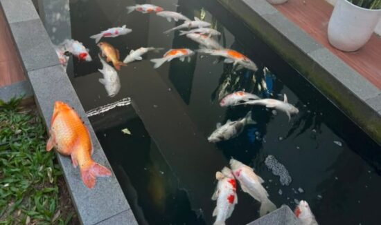 Walikota Agung Nugroho Ikut Jadi Korban Blackout, Puluhan Ikan Koi Mati Massal