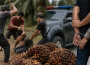 Polisi Tegaskan Kasus Pengeroyokan dan Dugaan Pencurian Sawit di Kampar Diproses Terpisah